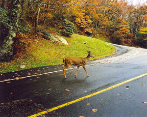 deer-crossing-road
