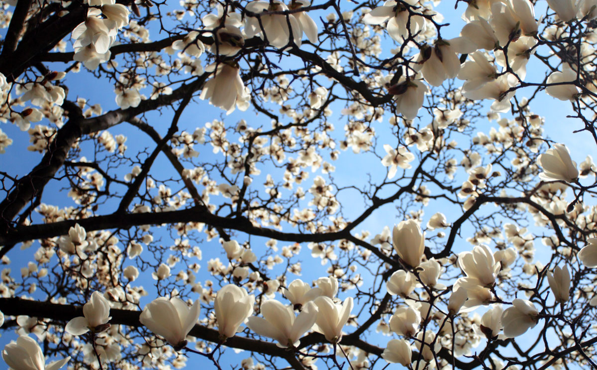 Home insurance flowering tree